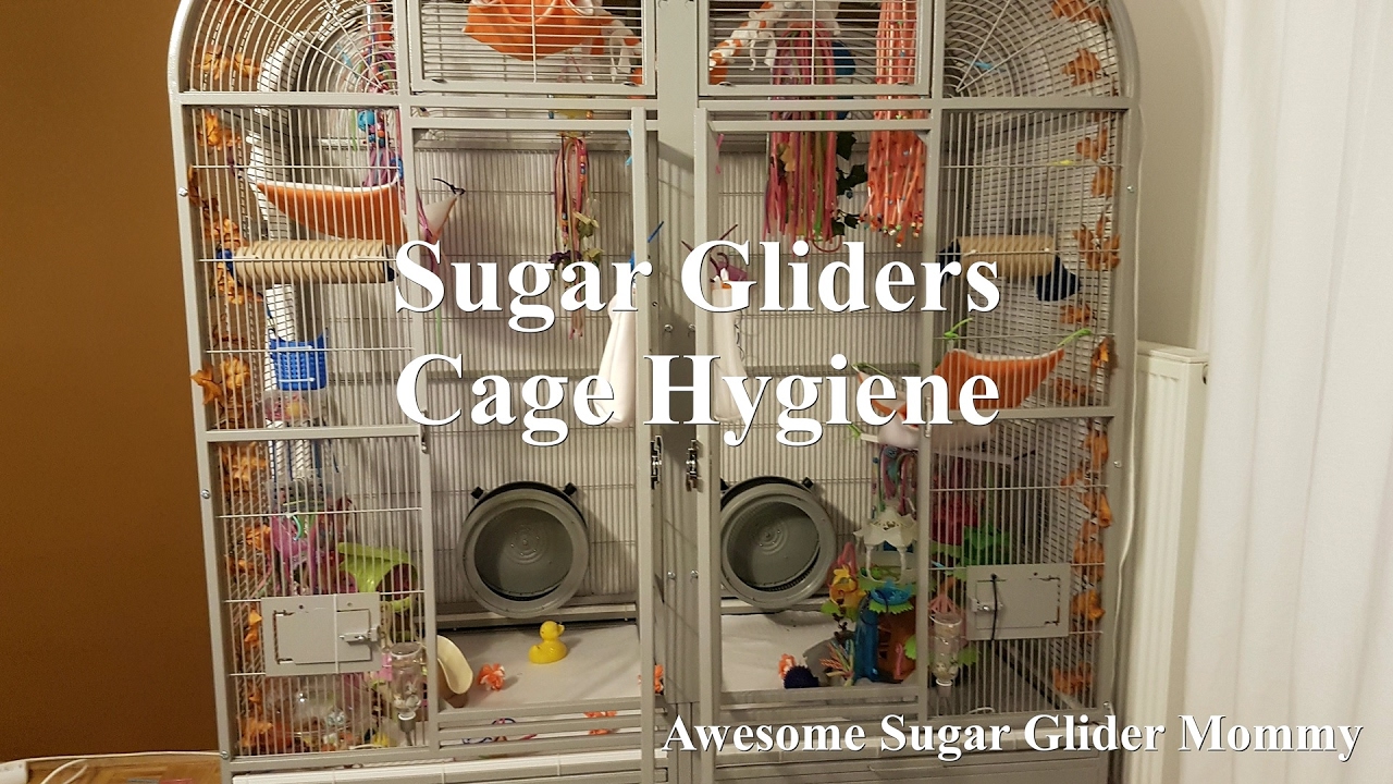 Sugar Gliders | Cage Hygiene