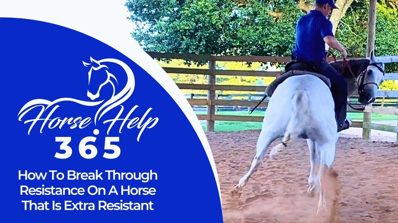 How To Break Through Resistance On A Horse That Is Extra Resistant | Horse Help - Michael Gascon