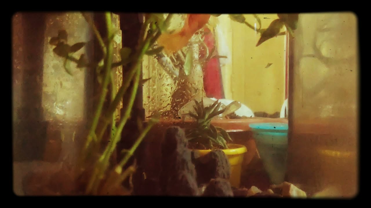 Blood parrot fish catching food ball