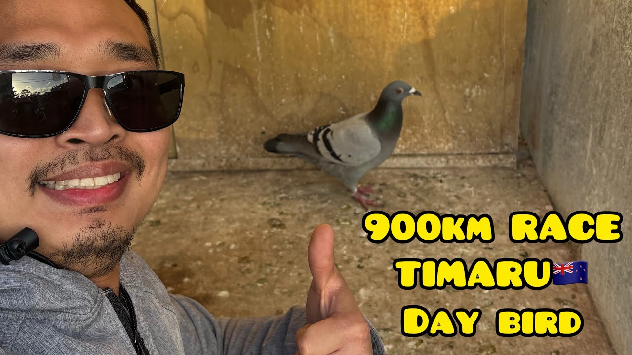 900km RACE TIMARU🇳🇿 DAY BIRD👏💪 STUBBORN LINE LANG SAKALAM🙏💪🔥🏆 #unoloftpigeonracing  