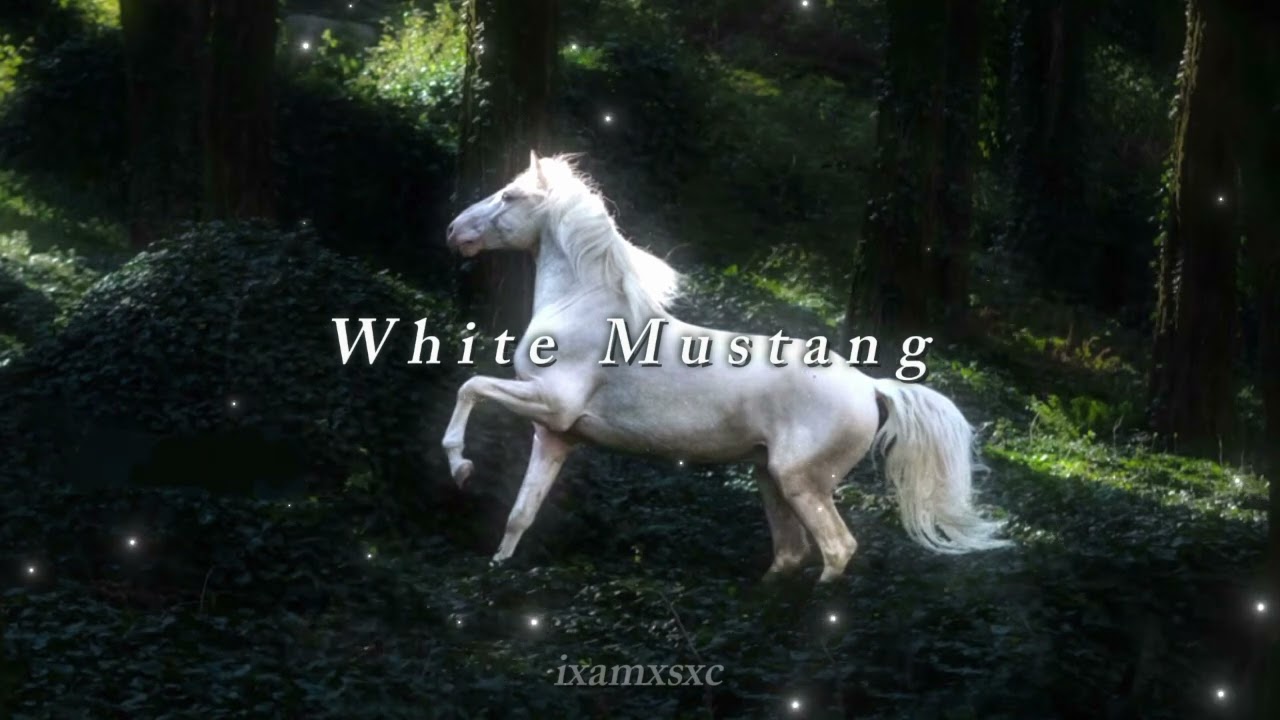 Lana Del Rey - White Mustang ( slowed + reverb )