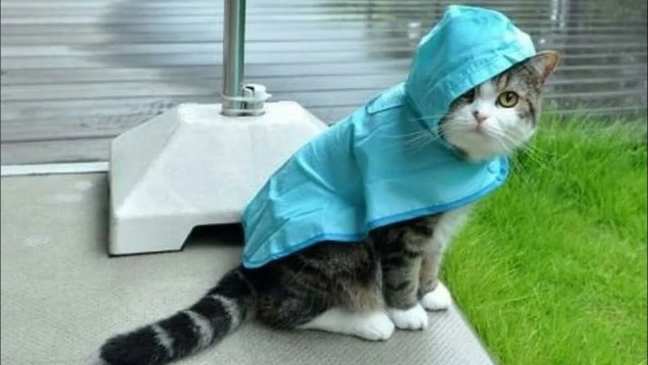 Animals reacts to crazy weather. Funny videos compilation 