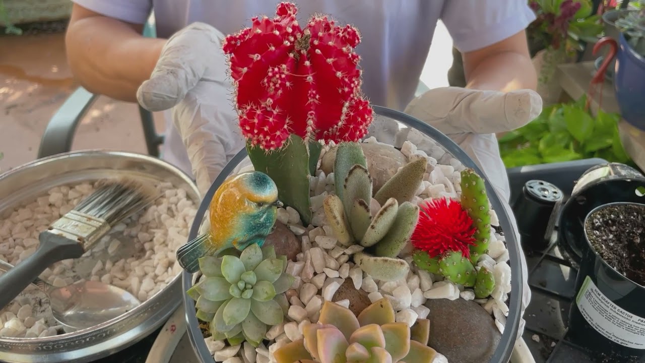 First Attempt to Make A Terrarium