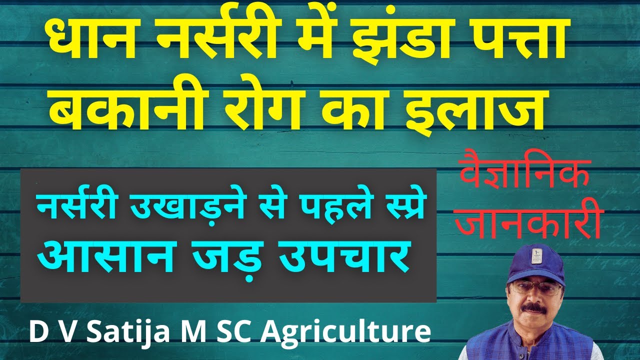 Dhan nursery me jhanda rog ki dawa | Dhan me bakani rog ki roktham | dhan me jhanda rog |