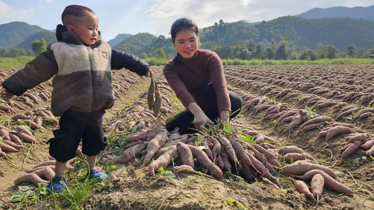 Daily Rural Life | Cooking Feed for Pigs & Harvesting Sweet Potatoes for the Market