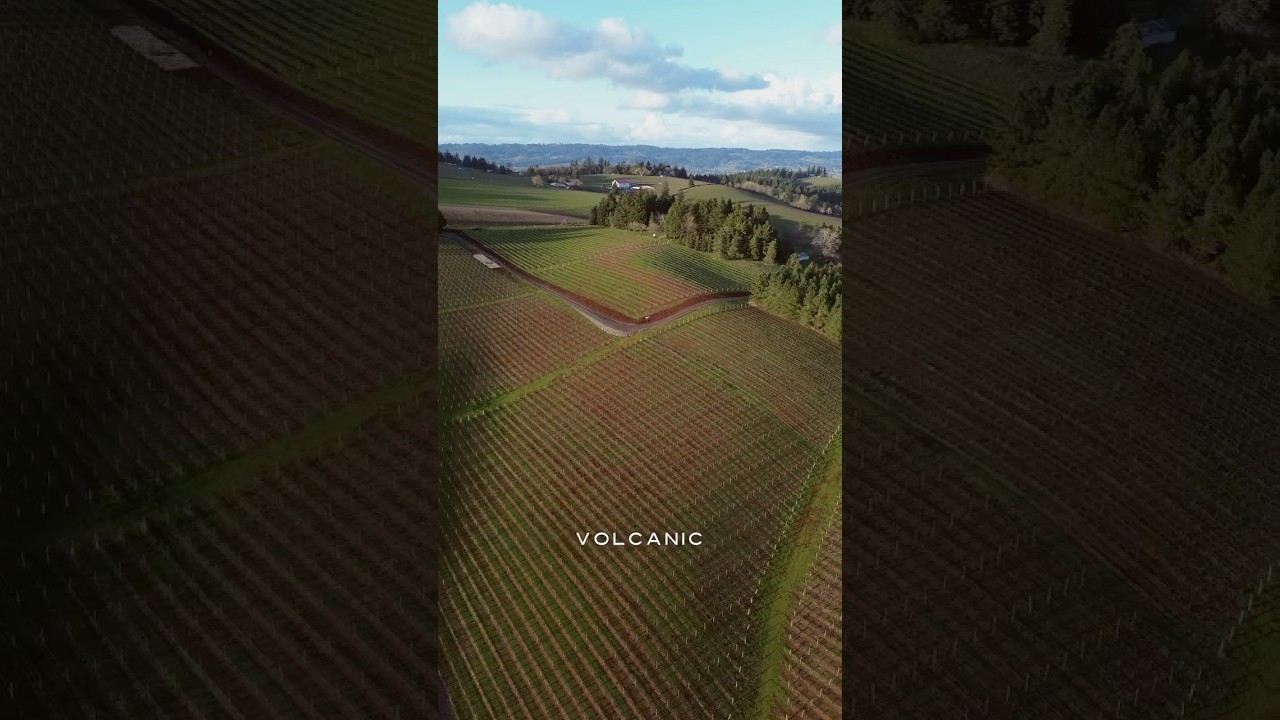 Volcanic Soil & Growing Grapes 🍇 #jorysoil #volcanicsoil #winegrapes