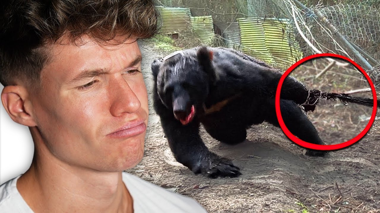 Tiere, die bei MENSCHEN um HILFE bettelten