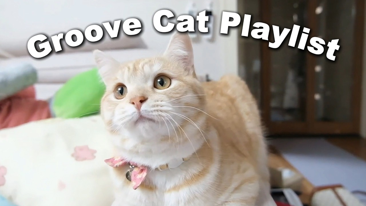 [Groove Playlist] 리듬도 고양이 타는 Groove 플리 🐱✨️ Cafe, Drive, Workout Music🧸