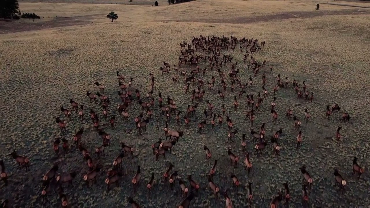 Elk of Florissant Colorado