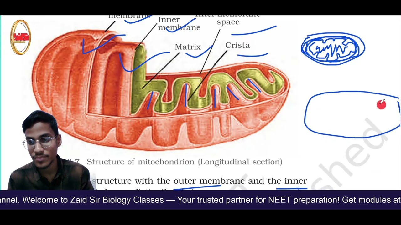 📚 Cell – The Unit of Life L-6 | Mitochondria, Plastids & Ribosomes | NEET 2026