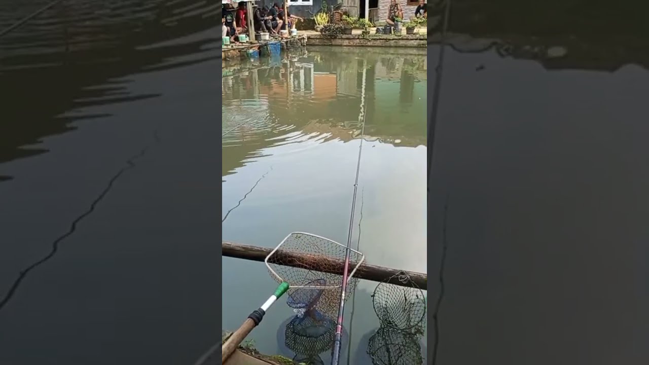 mancing mantap hari ini  #munjaer  #nila 