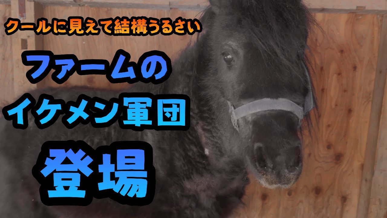 【馬】【犬】ファームのイケメン軍団登場