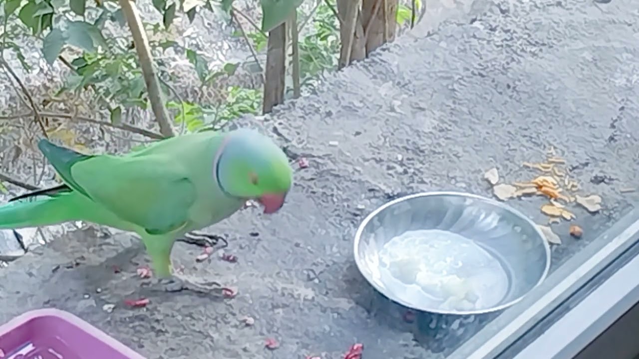 Parrot is eating Pomegranate 😋💕 #love #subscribemychannel #trending 