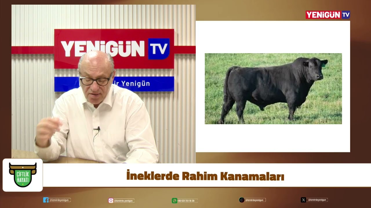 İneklerde Rahim Kanamaları | Neden Olur, Ne Yapmalı? Veteriner Hekim Tahir Yavuz