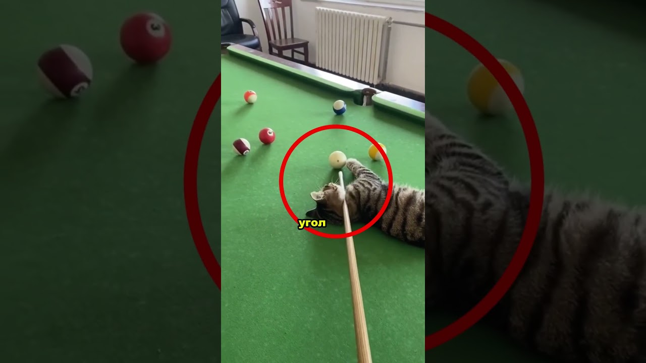 Этот кот стал её тайным тренером 😳🐱#fyy
