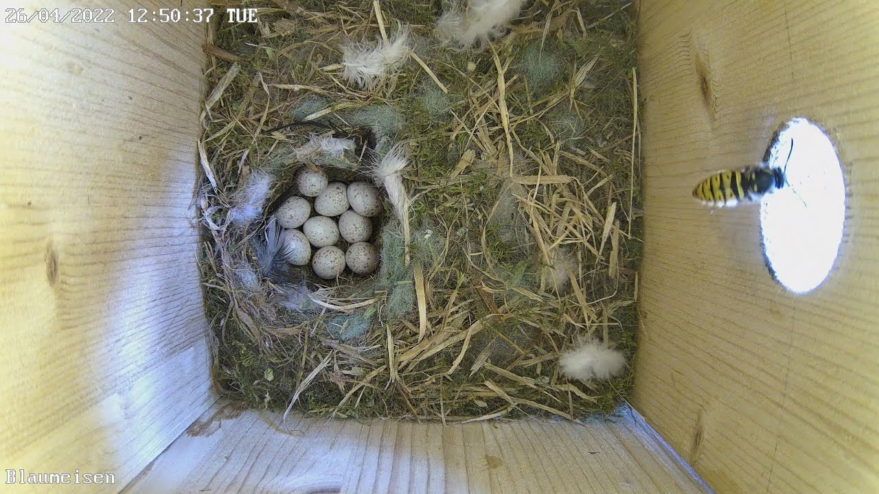 Eine Wespe &auml;rgert die Hamburger Blaumeise