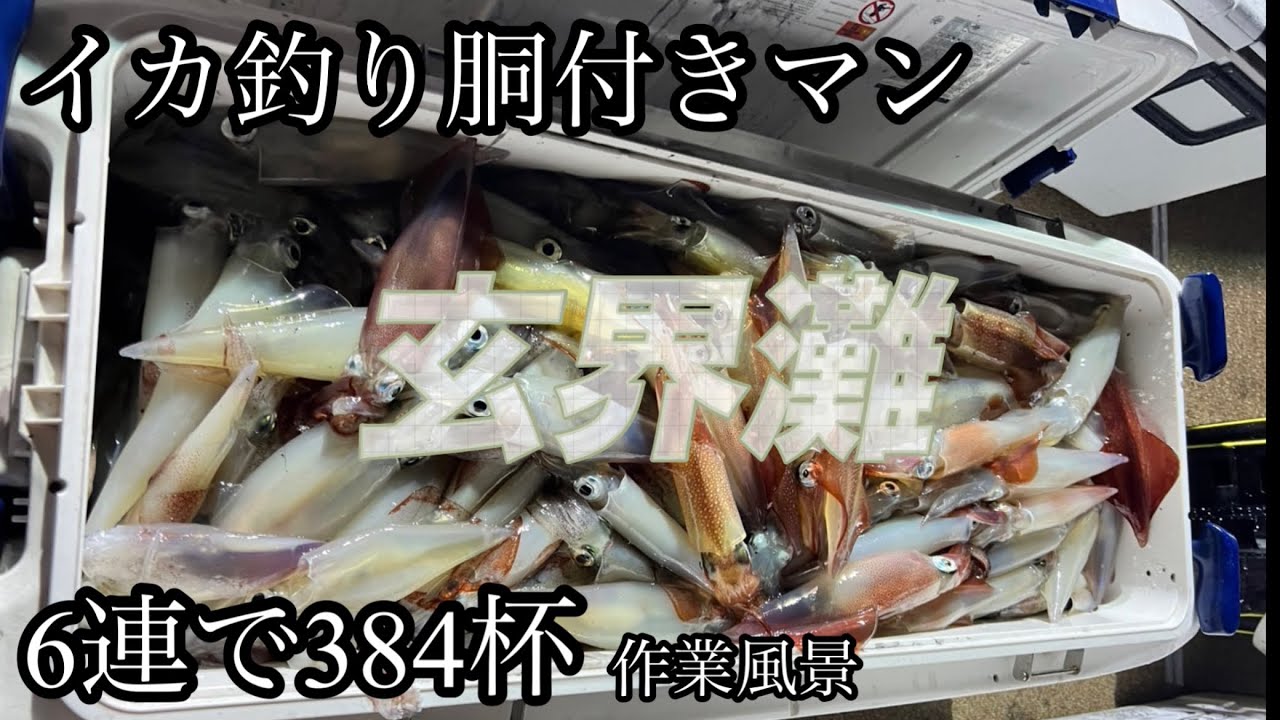 イカ釣り胴付きマン　よだきいってきました。384杯　イカ釣り作業動画