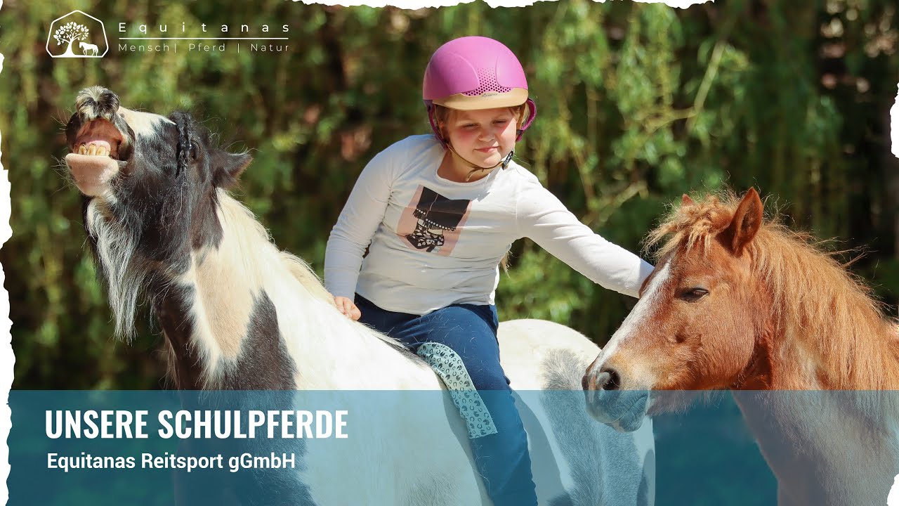 Die Schulpferde der Equitanas Reitsport gGmbH Zeitz