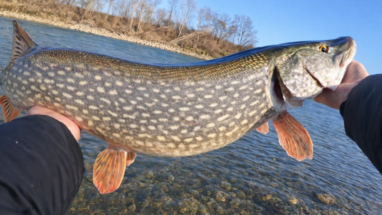 Zimski Spin na Savi (Last few Pike of the Season and some Surprise Catches)