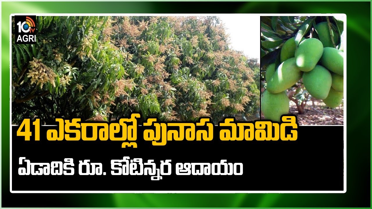 41 ఎకరాల్లో పునాస మామిడి.. ఏడాదికి రూ. కోటిన్నర ఆదాయం: Mango Farming | Matti Manishi | 10TV News