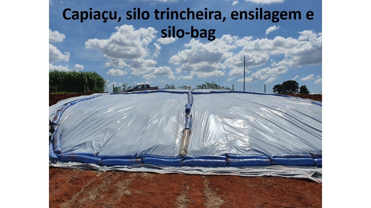 (Campo & Vida 004) Capiaçu, silo trincheira, ensilagem e cobertura com bolsa silo-bag.