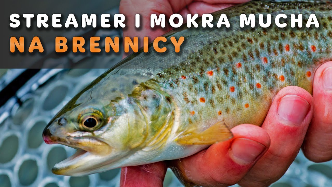 Streamer i mokra mucha na Brennicy - Wędkarstwo muchowe