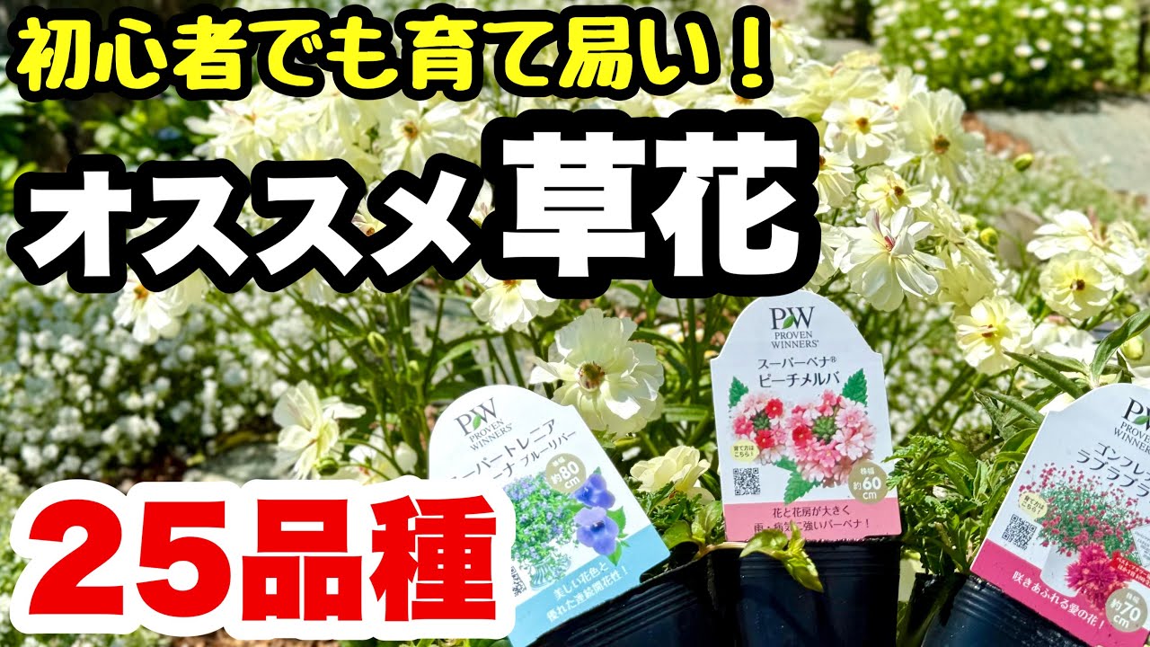 ◆初心者OK！育て易い！春夏の【オススメ草花】25品種🪴