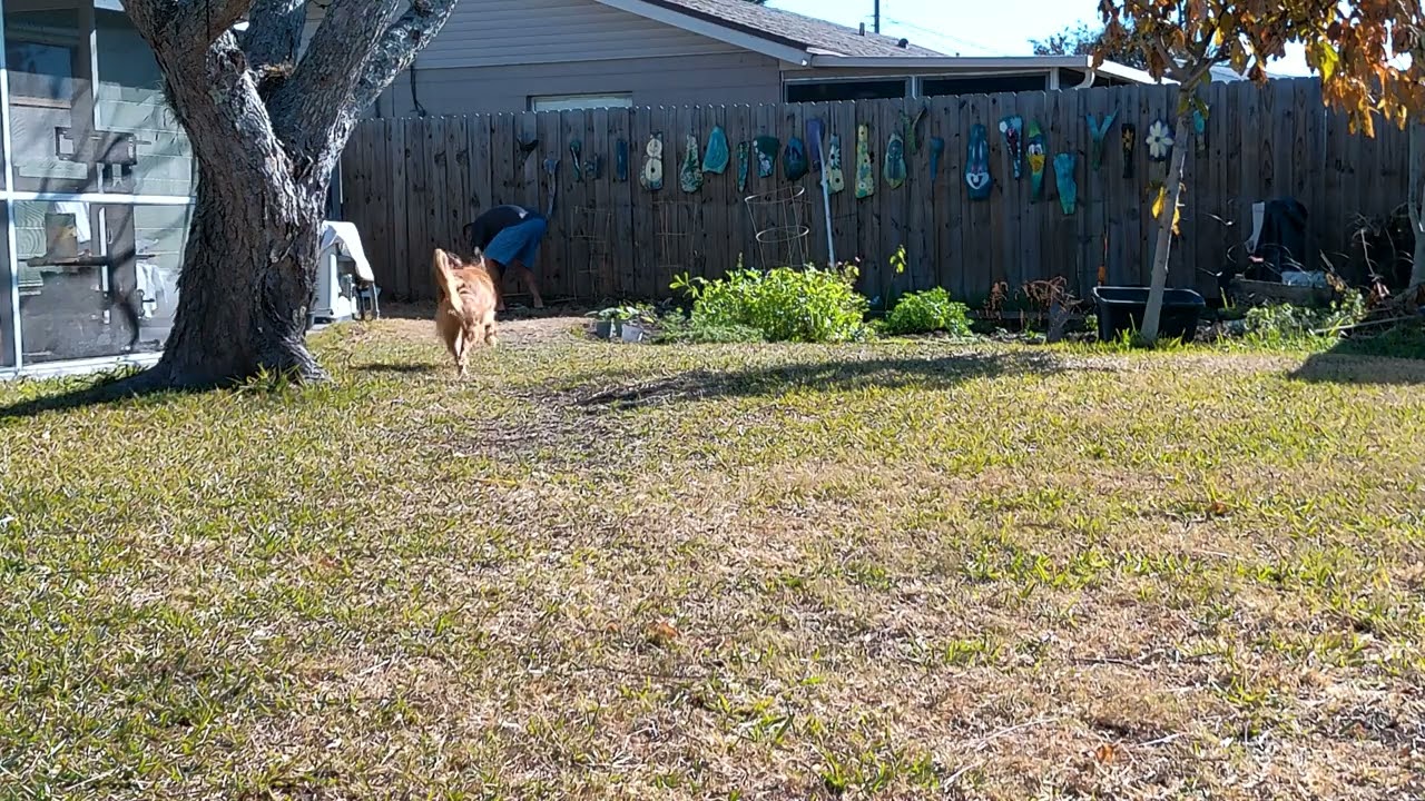 Fetching Foxy 68 forward never back