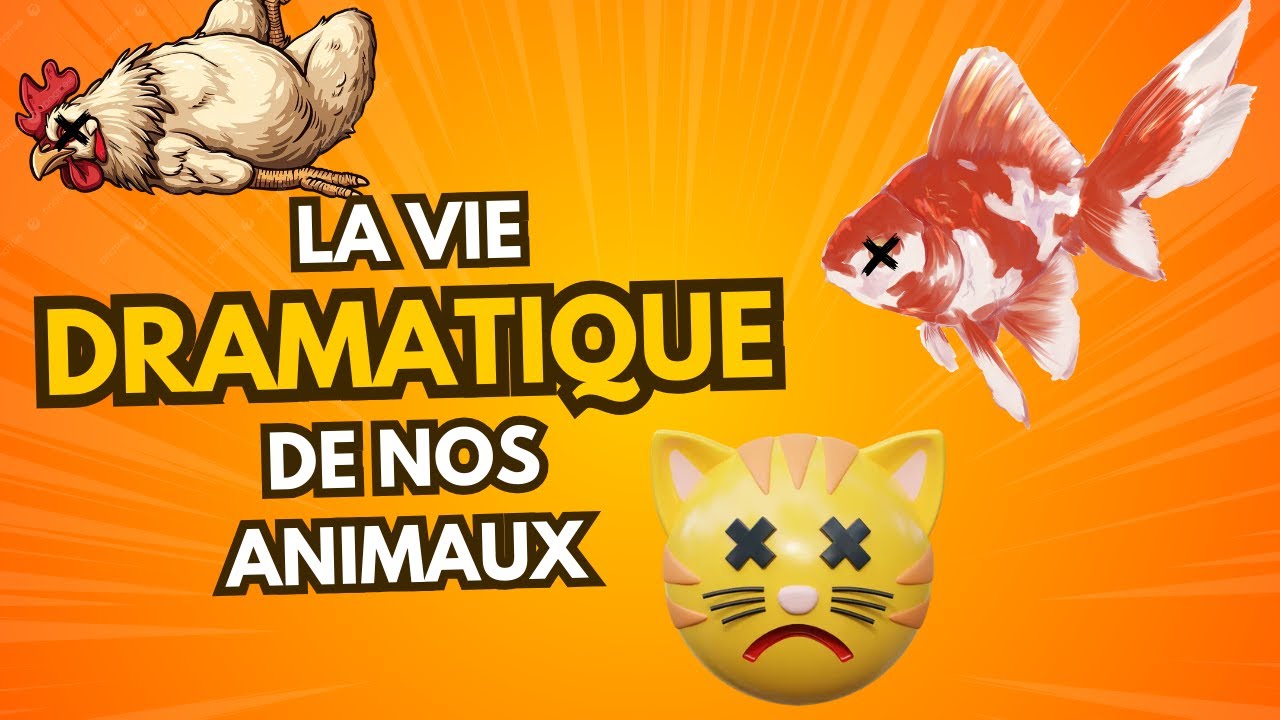 La vie dramatique de nos animaux, de la ville à la campagne 🐯🐔🐠