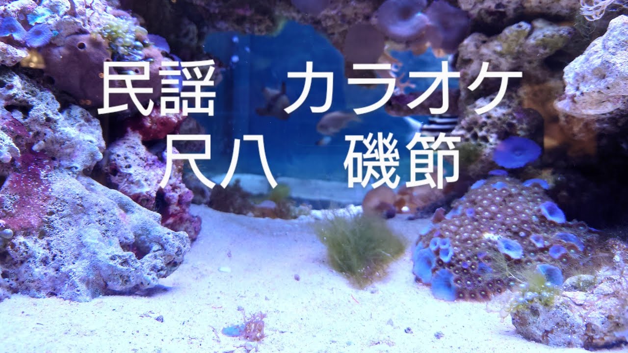 民謡　カラオケ　尺八　№77   磯節　1尺8寸 #shakuhachi   isobushi