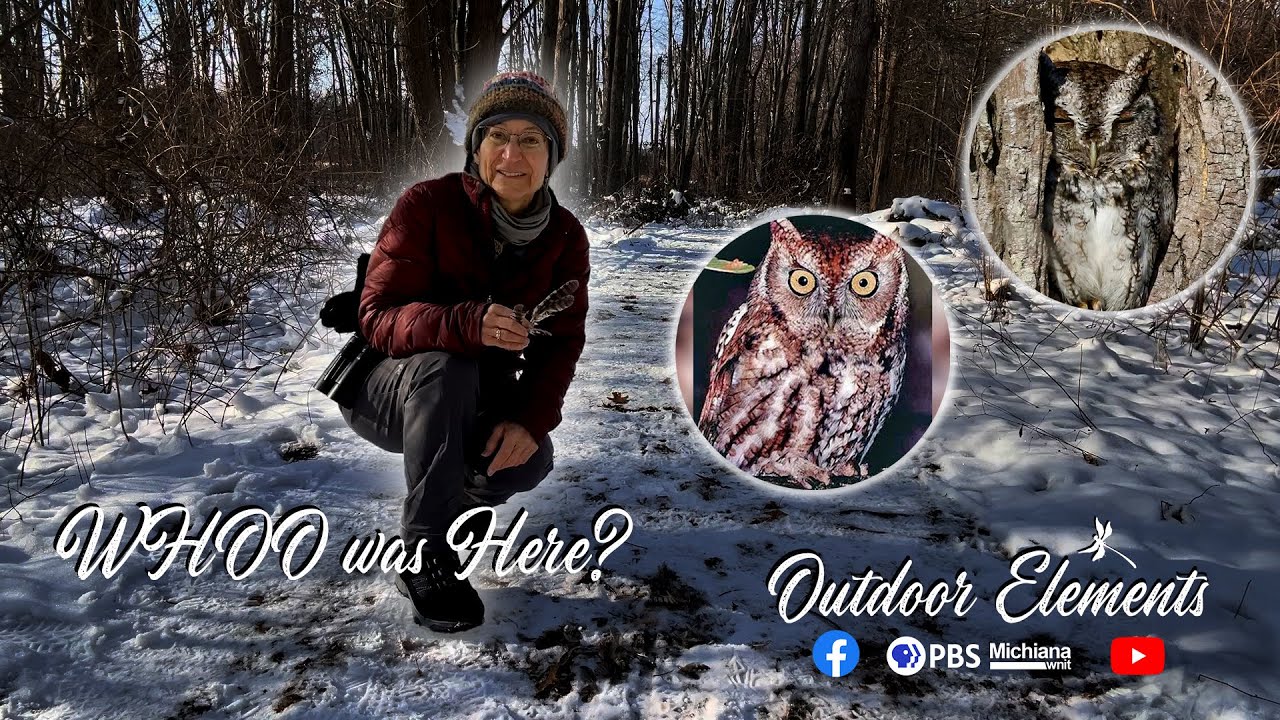 Место преступления, связанное с совой: кто убил сову-сипуху? | Outdoor Elements