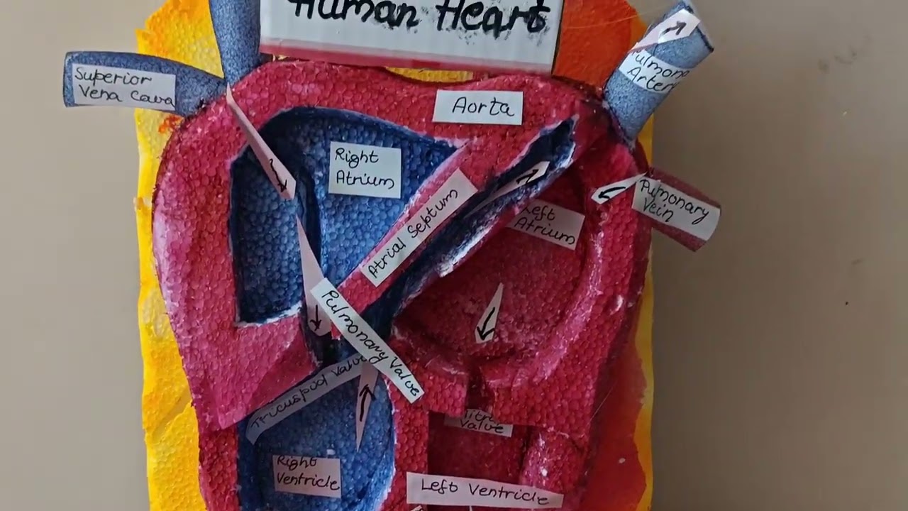 Structure of human heart 