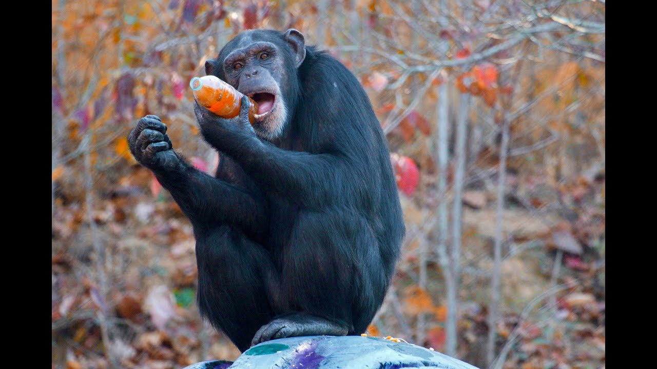 Chimp or Treat