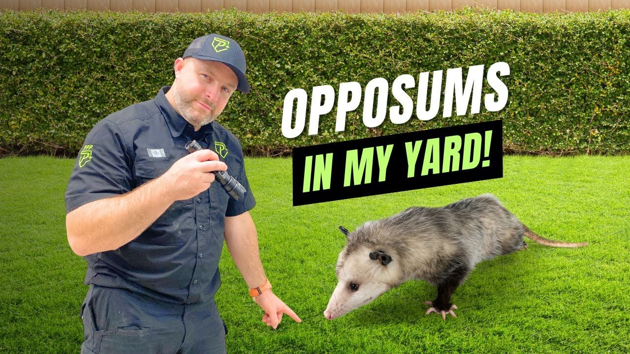 All About Possums!