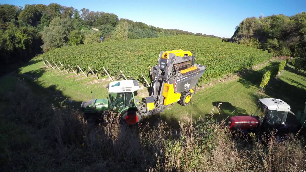 Pinot Gris Harvest || Grauburgunder Ernte 2016 || Fendt 210V + Pellenc Selectiv Process