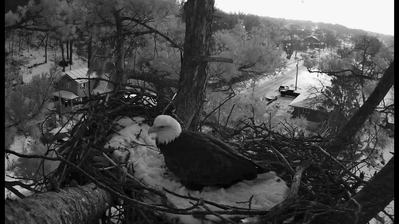 Mr.& Mrs.T- Trempealeau Eagle Nest❤️01/05/26