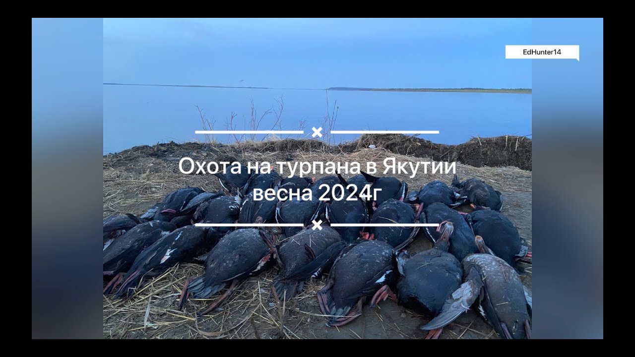 Охота на турпана в Якутии весна 2024 Часть 1