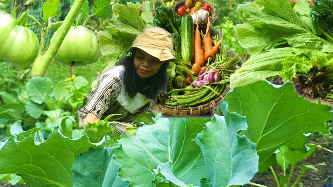 Dari kebun ke meja:merawat dan petik sayur dari kebun langsung masak||kehidupan pedesaan di gunung