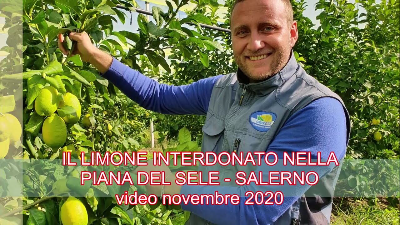 IL LIMONE INTERDONATO NELLA PIANA DEL SELE