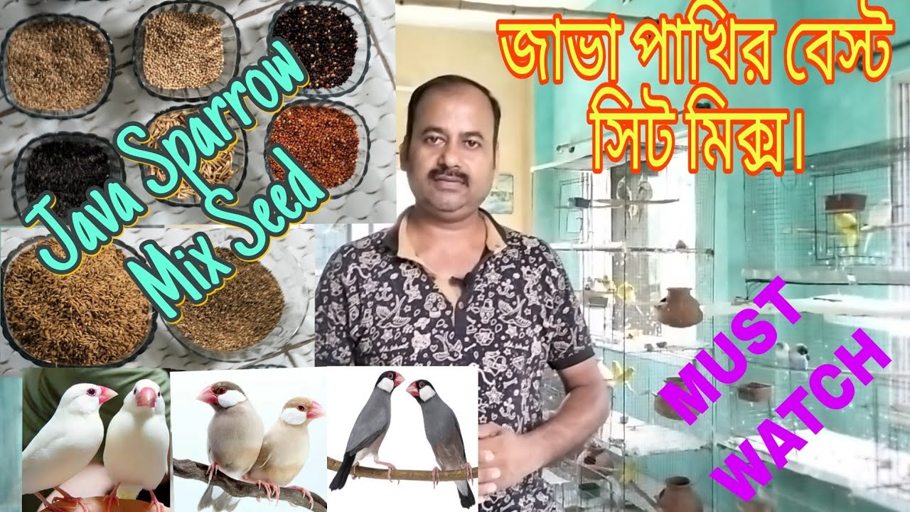 Breeding Seed Mix For Java sparrow/🤗জাভা পাখির বেস্ট সিড মিক্স/Java Bird Seed Mix/@tanaybirds.