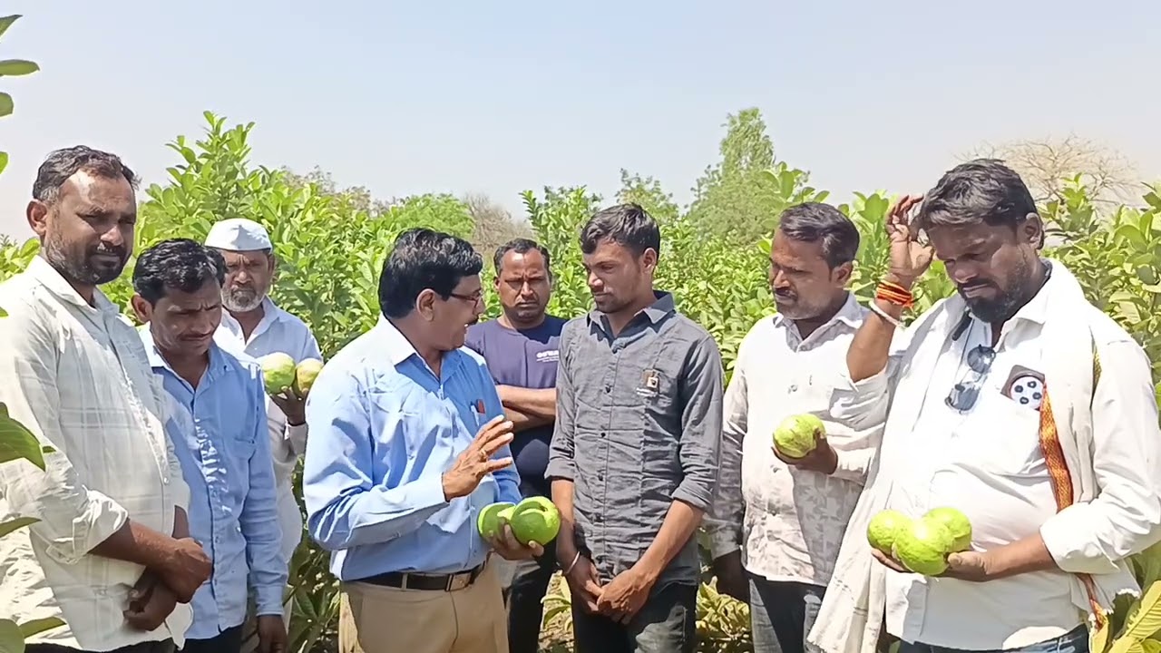 अशी असावी पेरूची बाग l उदासी तंत्र 