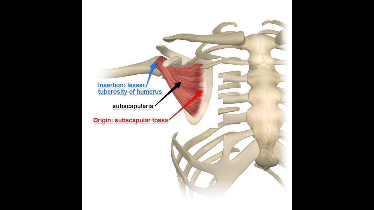 Two Minutes of Anatomy: Subscapularis