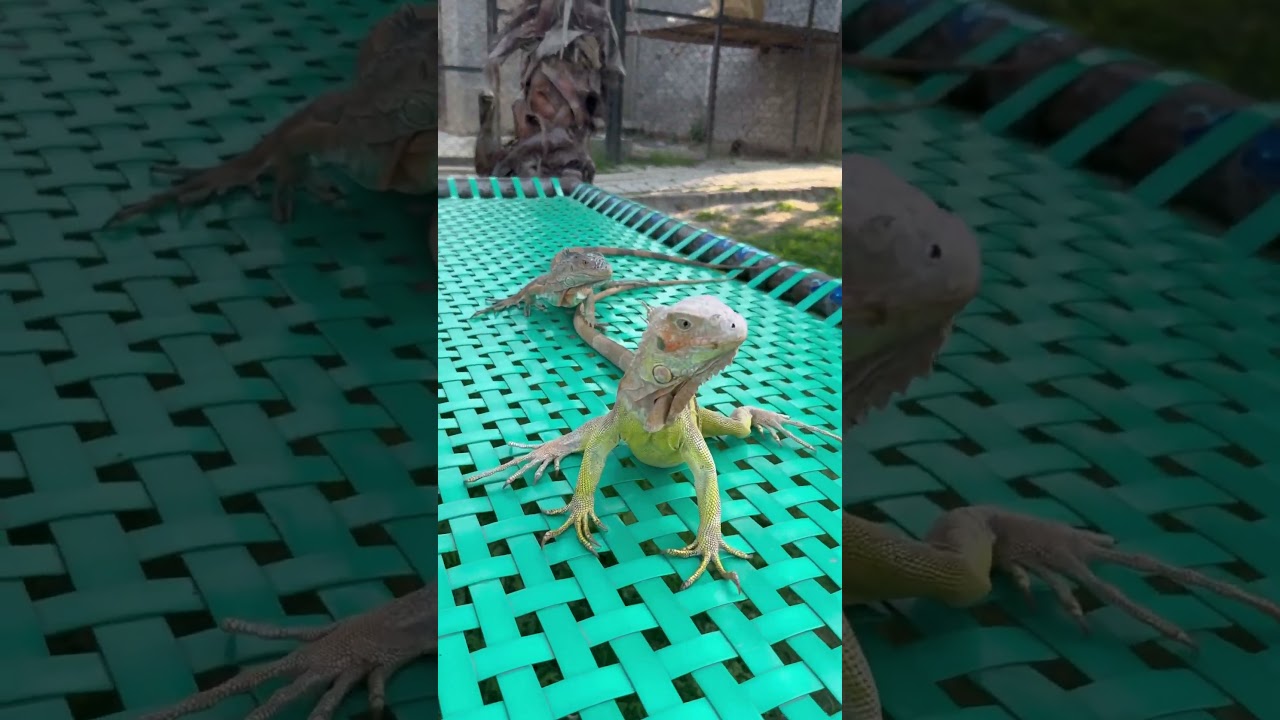Pets #faiziwildlifefarm