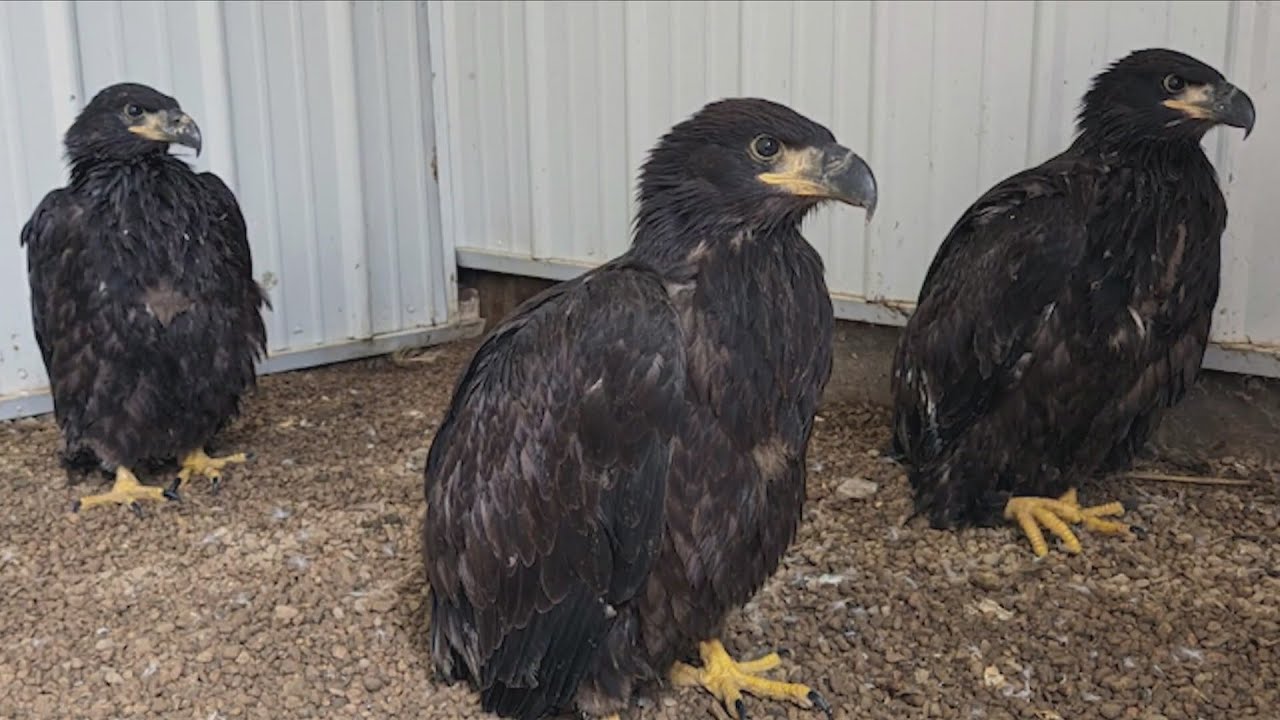 IA Eagle Rescue After Tornado