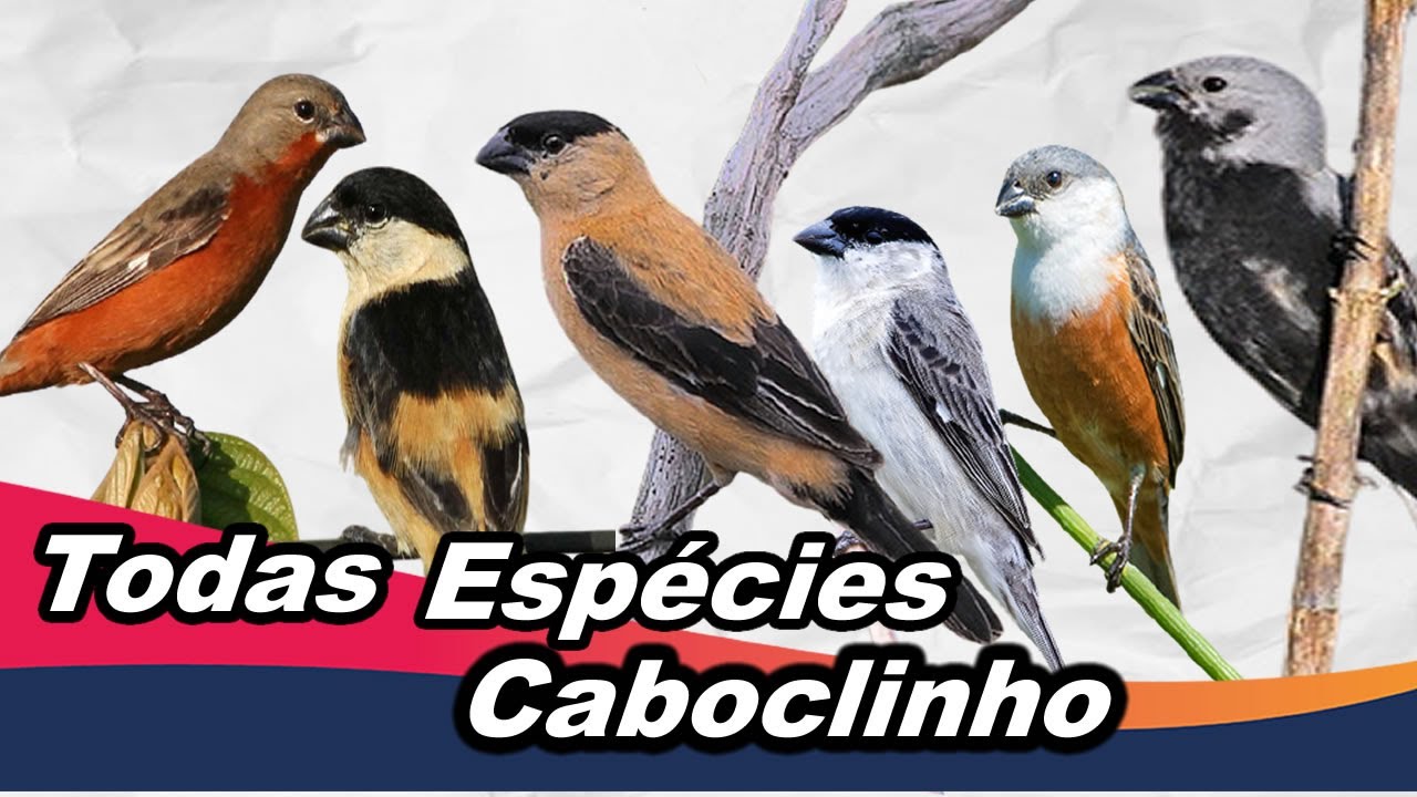 Todas Espécies de Caboclinho