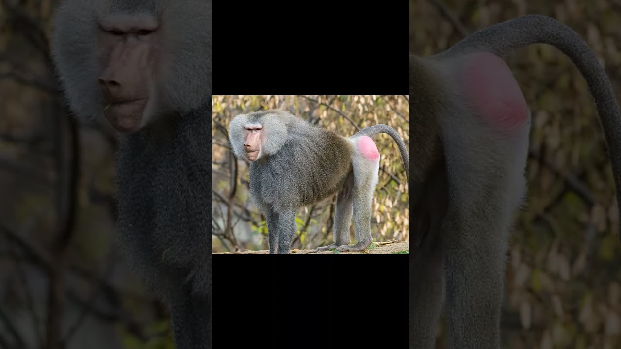 Hamadryas Baboon