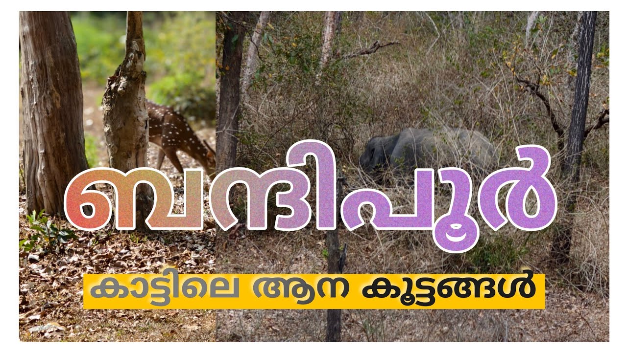 മുത്തങ്ങ വഴി ബന്ദിപൂർ കാട്ടിലൂടെ ഒരു യാത്ര #bandhipur #elephant #muthanga #travelvlog #forest 