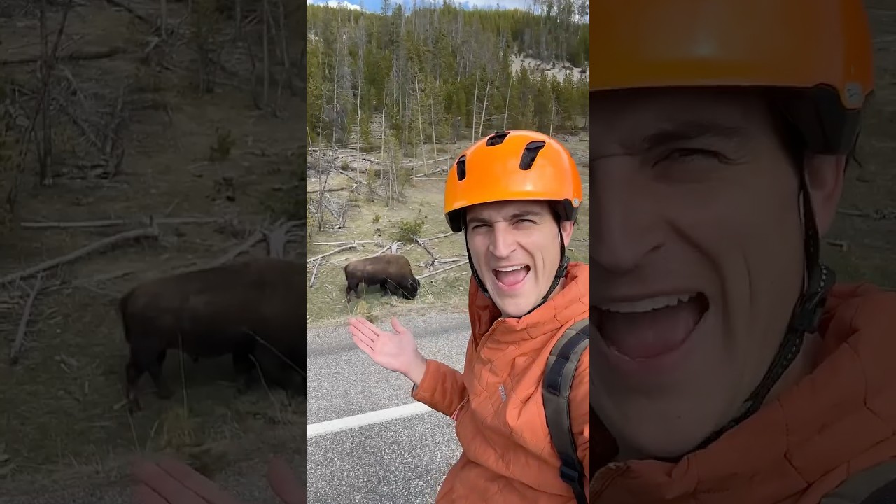 Drawing every animal in the world part 600 #bison #yellowstone #howtodraw