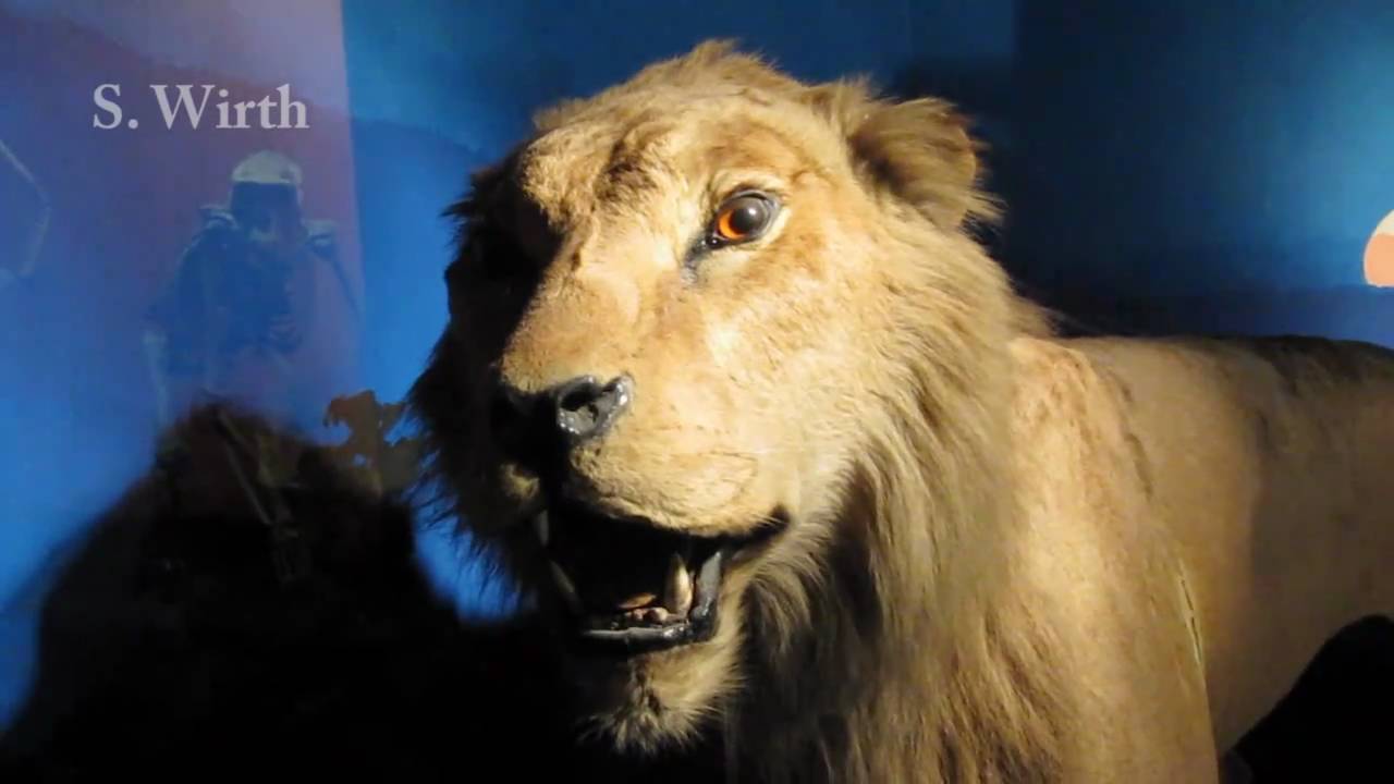 Zoological Museum of Strasbourg