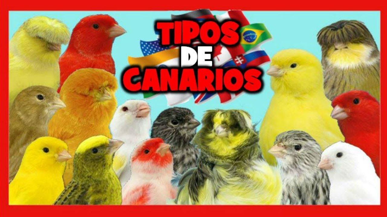 Типы канареек 🐤 Канарские породы 🌍 Канары канто, цвет и канары осанки